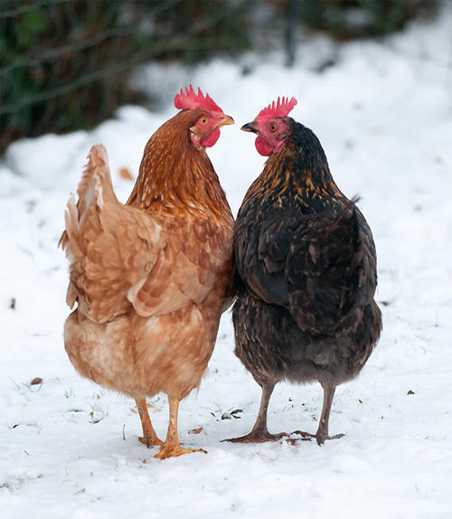 Legenester für Hühner kurbeln die Produktivität an